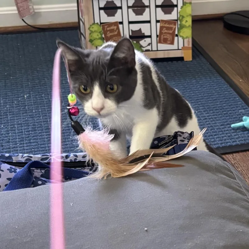 A baby medium-sized male White Domestic Short Hair cat named Phineas for adoption in Oakton, VA