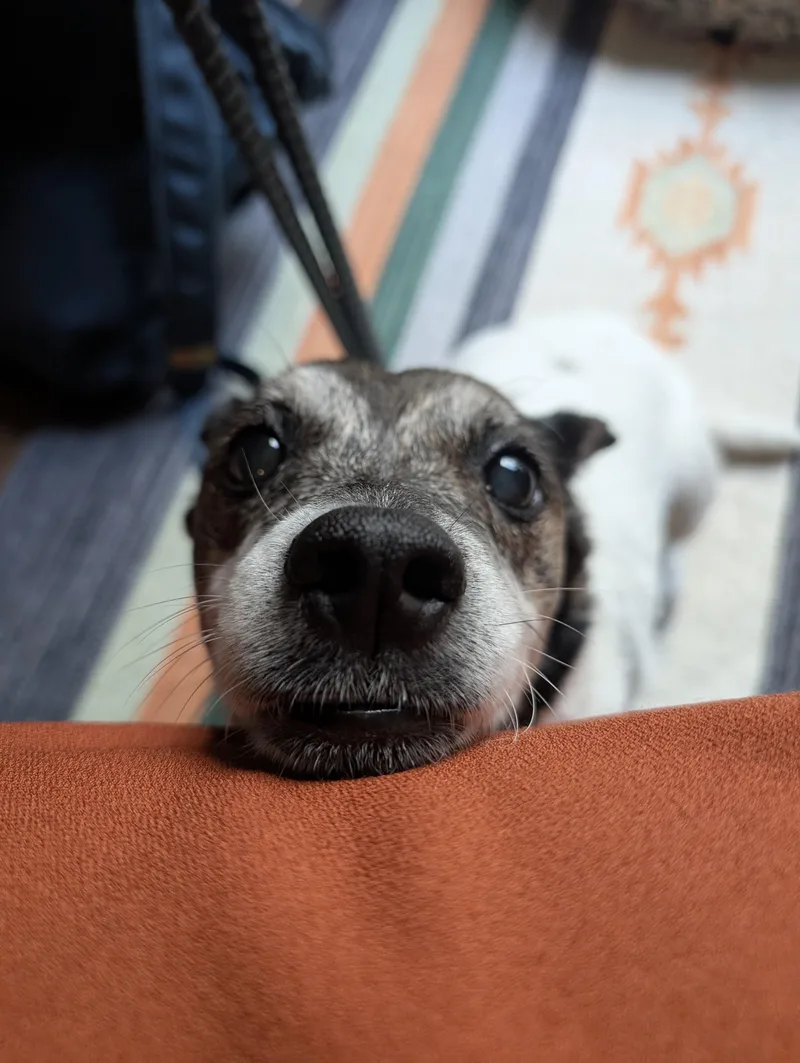 A senior small-sized female Chihuahua dog named Dolly for adoption in Philadelphia, PA