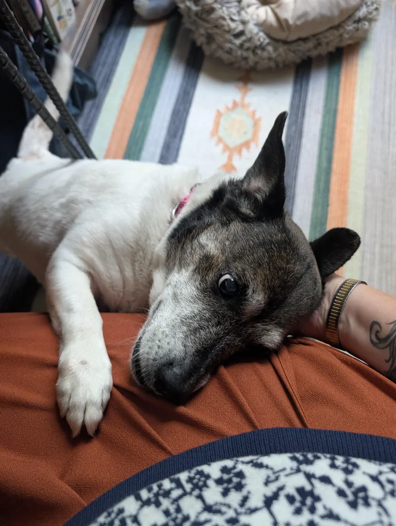 Dolly thumbnail 3