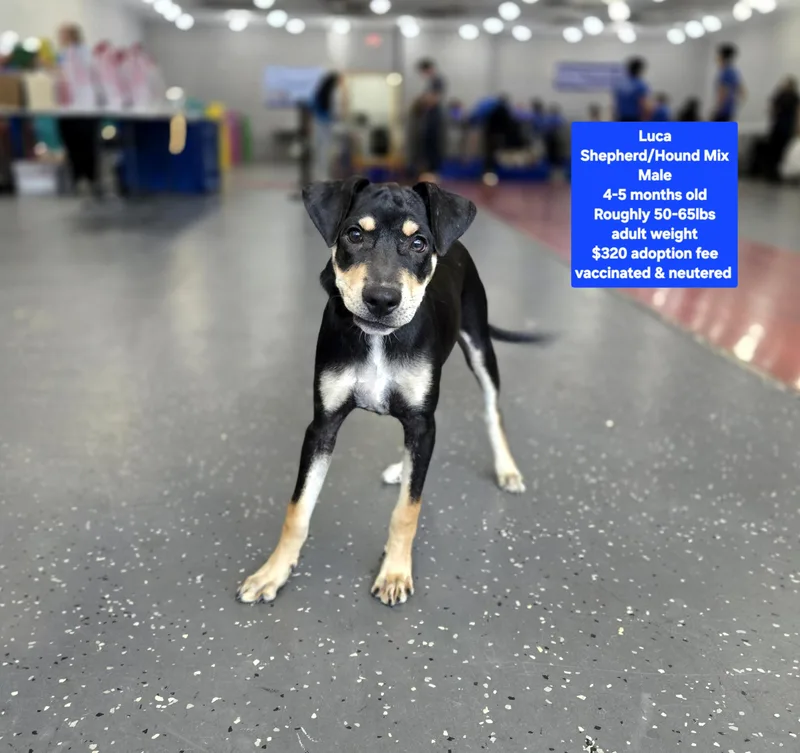 A baby large-sized male Hound dog named Luca for adoption in Oviedo, FL