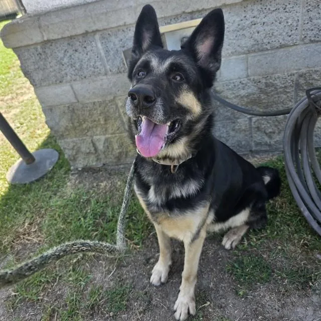 An adult large-sized male German Shepherd Dog dog named Maxwell for adoption in Long Beach, CA