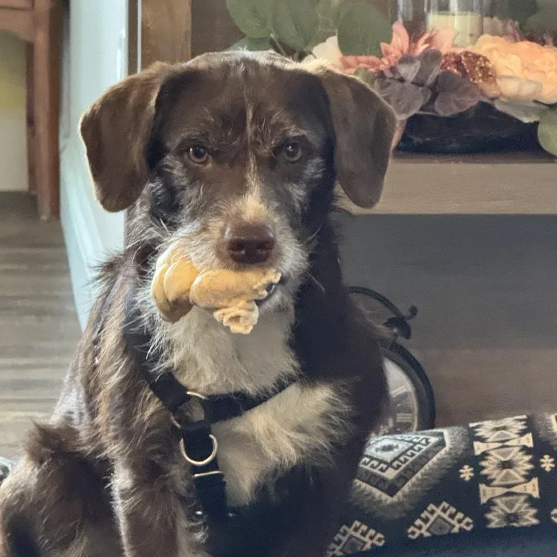 A young medium-sized male Brown / Chocolate Mixed Breed dog named Ollie for adoption in Madison, WI