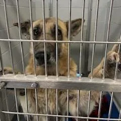 An adult large-sized male Yellow / Tan / Blond / Fawn Mixed Breed dog named Major for adoption in Jeffersonville, IN