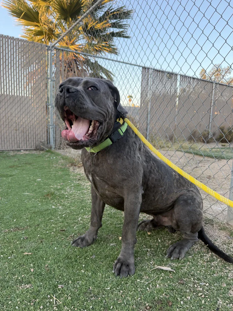 A young medium-sized male Cane Corso dog named Waldo for adoption in Glendale, AZ