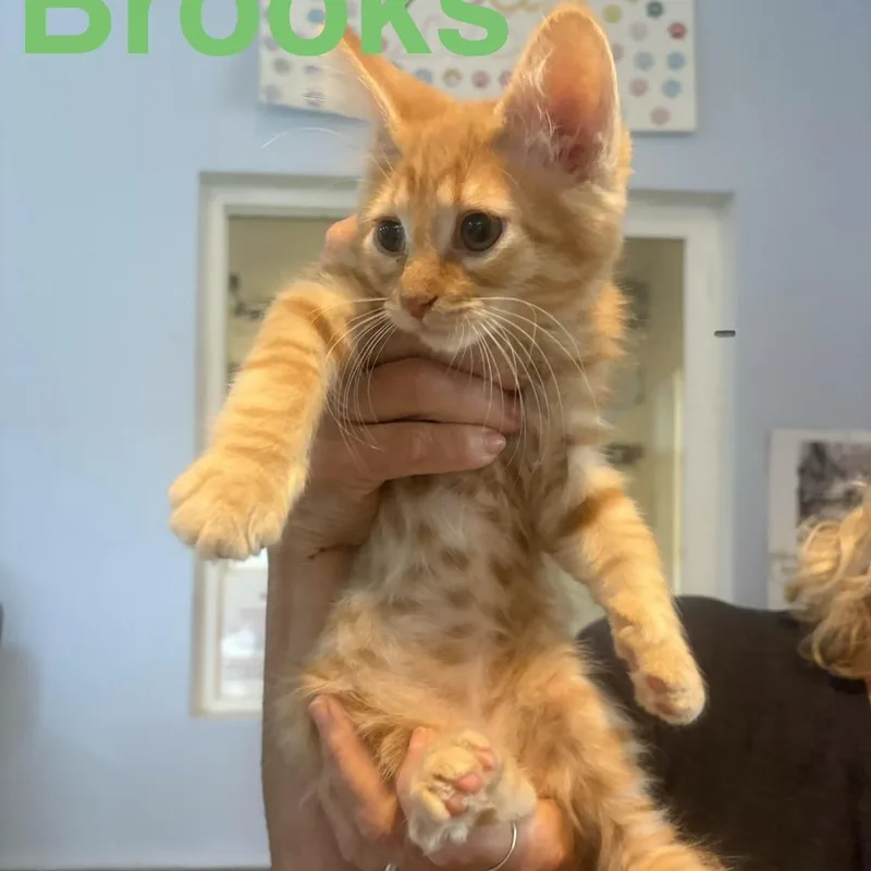 A baby small-sized male Domestic Medium Hair cat named Brooks for adoption in Elwood, IN