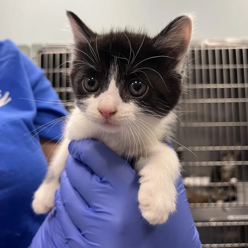 A baby small-sized female Black Domestic Short Hair cat named Aruba for adoption in Greensboro, NC