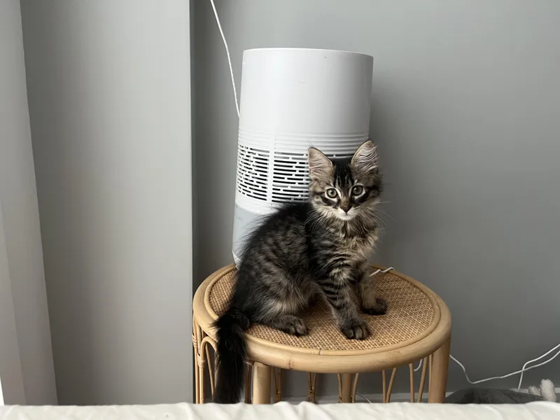 A baby medium-sized female Tabby (Brown / Chocolate) Domestic Long Hair cat named Woolfie for adoption in Brooklyn, NY