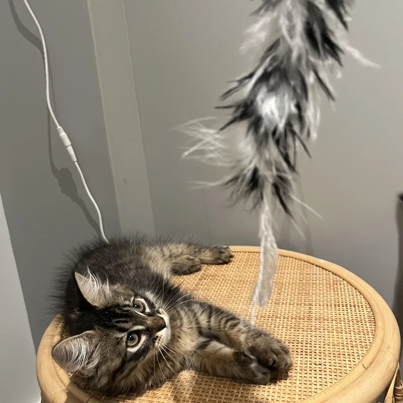 Woolfie thumbnail 3