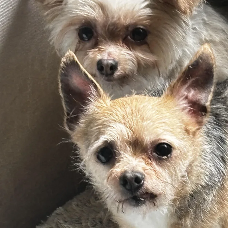 A senior small-sized male Brown / Chocolate Yorkshire Terrier dog named Matt And Gumdrop for adoption in Silvana, WA