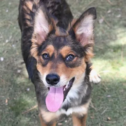 A young medium-sized female Sable Australian Kelpie dog named Sprite for adoption in Flagstaff, AZ
