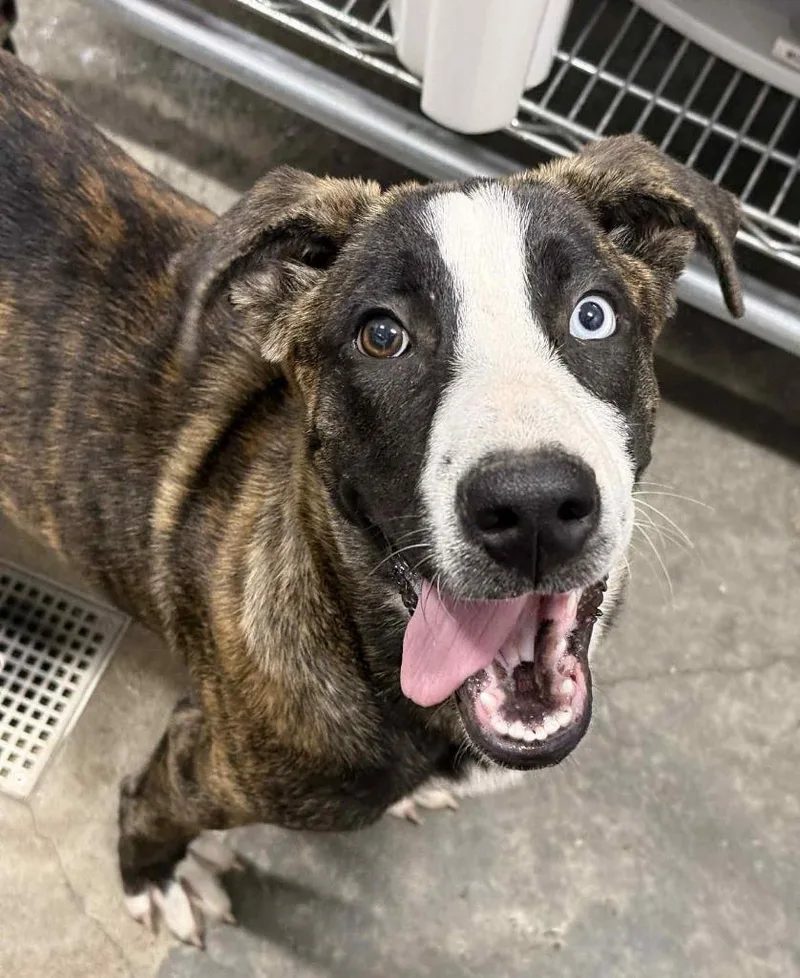 A young medium-sized female Catahoula Leopard Dog dog named Spice for adoption in Denham Springs, LA