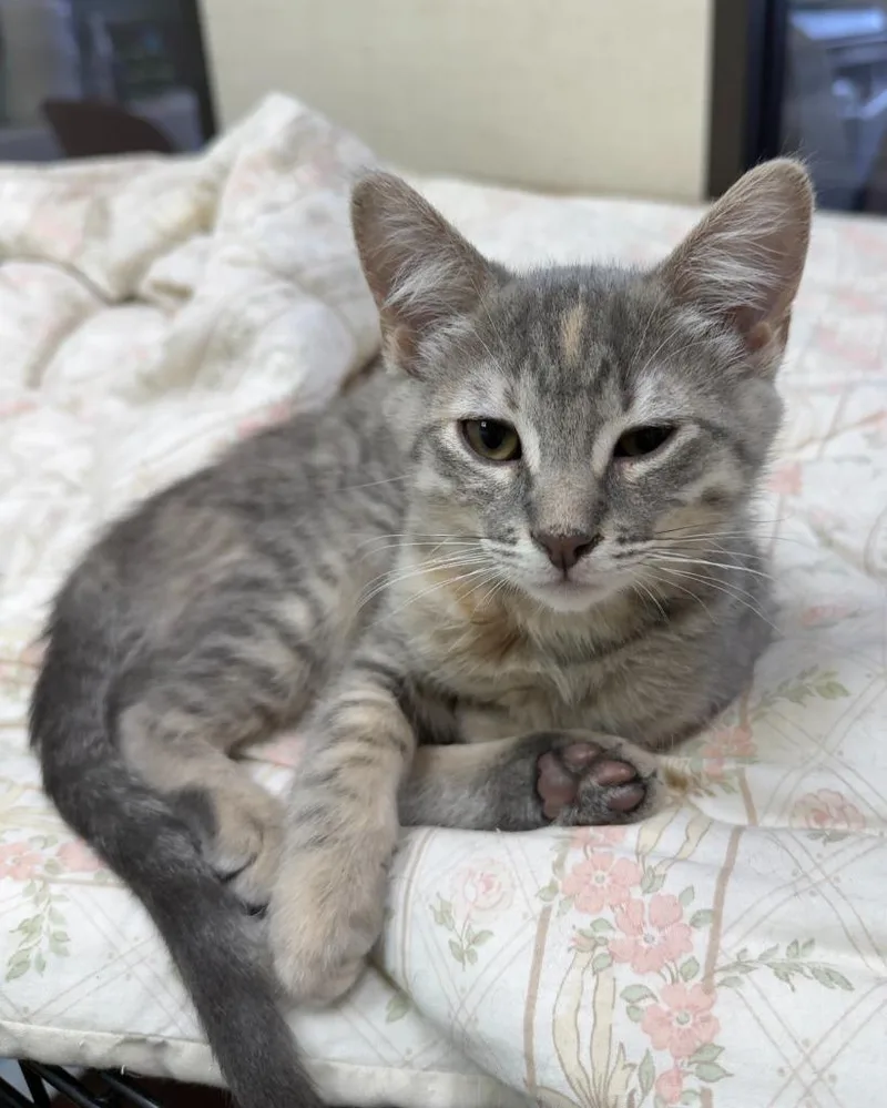 A baby medium-sized male Domestic Short Hair cat named Heath for adoption in San Pedro, CA