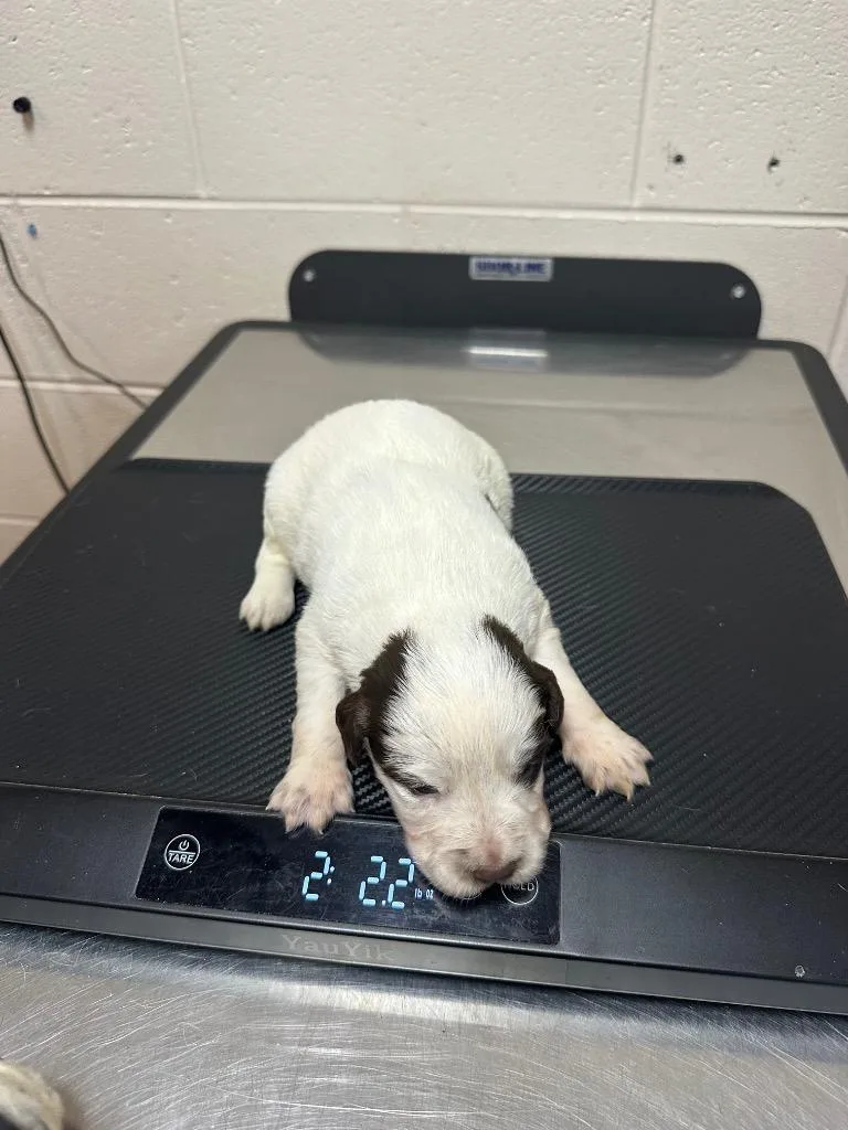 A baby small-sized female Mixed Breed dog named Evaleen for adoption in Rome, GA