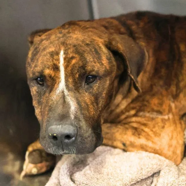 A young medium-sized male American Staffordshire Terrier dog named Vinny for adoption in San Antonio, TX