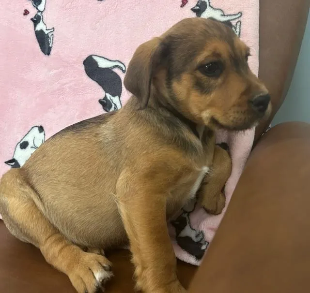 Daleyza Dazzling thumbnail 5