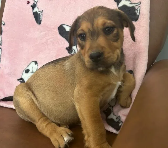 Daleyza Dazzling thumbnail 6