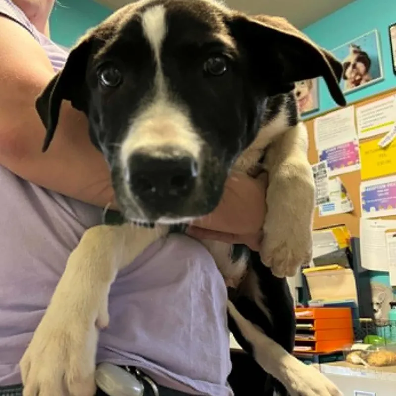 A baby medium-sized male Black Border Collie dog named Outlaw for adoption in Stephenville, TX