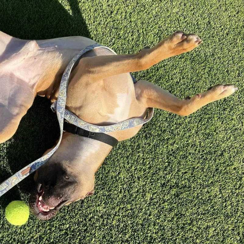 An adult large-sized male Mixed Breed dog named Chief for adoption in Pittsburgh, PA