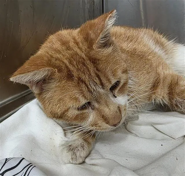 An adult large-sized male Domestic Short Hair cat named Jack for adoption in San Antonio, TX