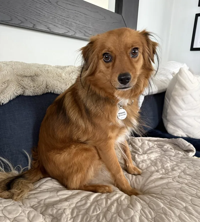 A young small-sized male Australian Shepherd dog named Bernie for adoption in Los Angeles, CA