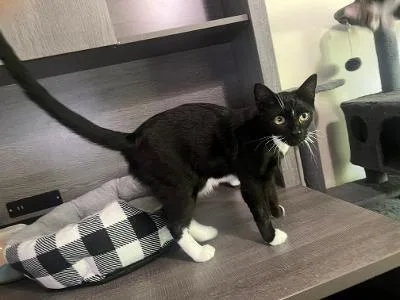 A baby medium-sized male Black & White / Tuxedo Domestic Short Hair cat named Hershey for adoption in Mokena, IL