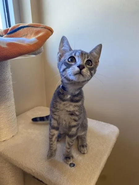 Meowcaroni
