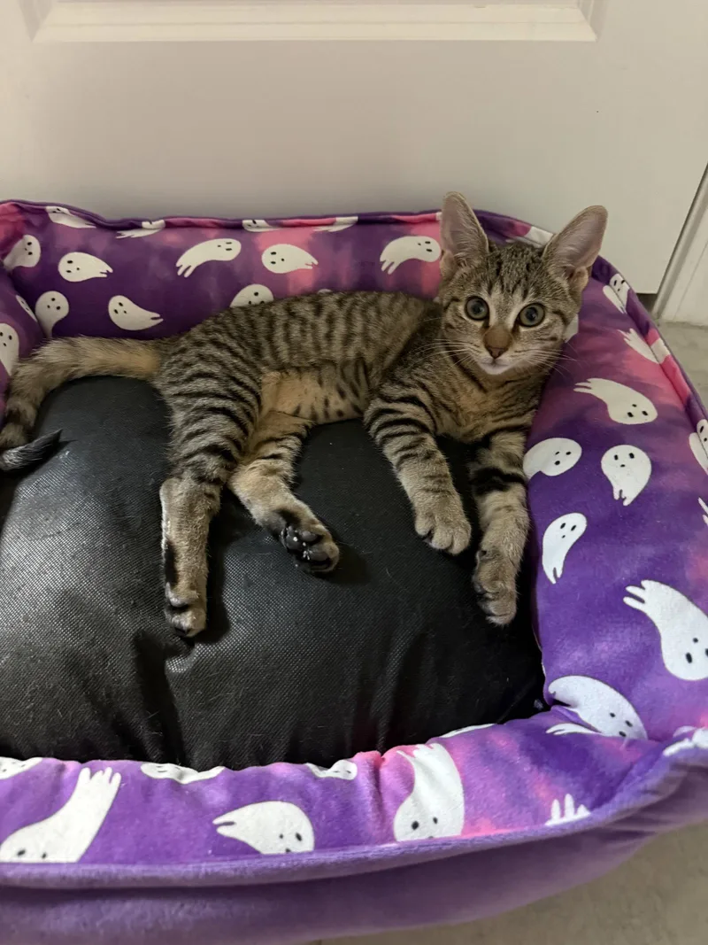 A baby medium-sized female Domestic Short Hair cat named Fuzzball for adoption in Wesley Chapel, FL