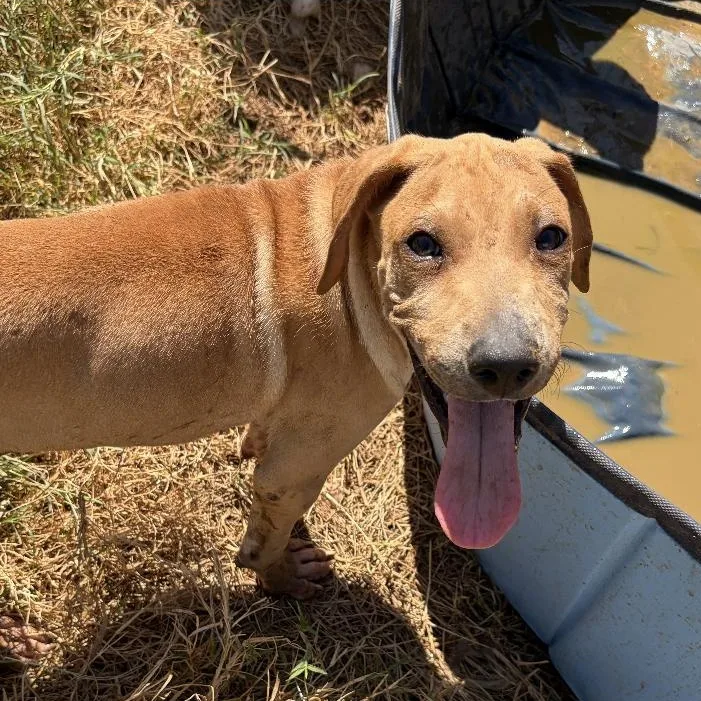A baby medium-sized female Rhodesian Ridgeback dog named Winnie for adoption in Paradise, TX