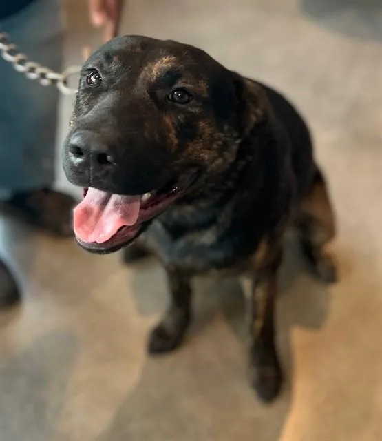 A young medium-sized male American Staffordshire Terrier dog named Buddy for adoption in Houston, TX