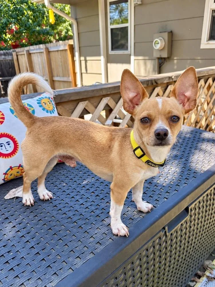 An adult small-sized male Chihuahua dog named Theo for adoption in Boulder, CO