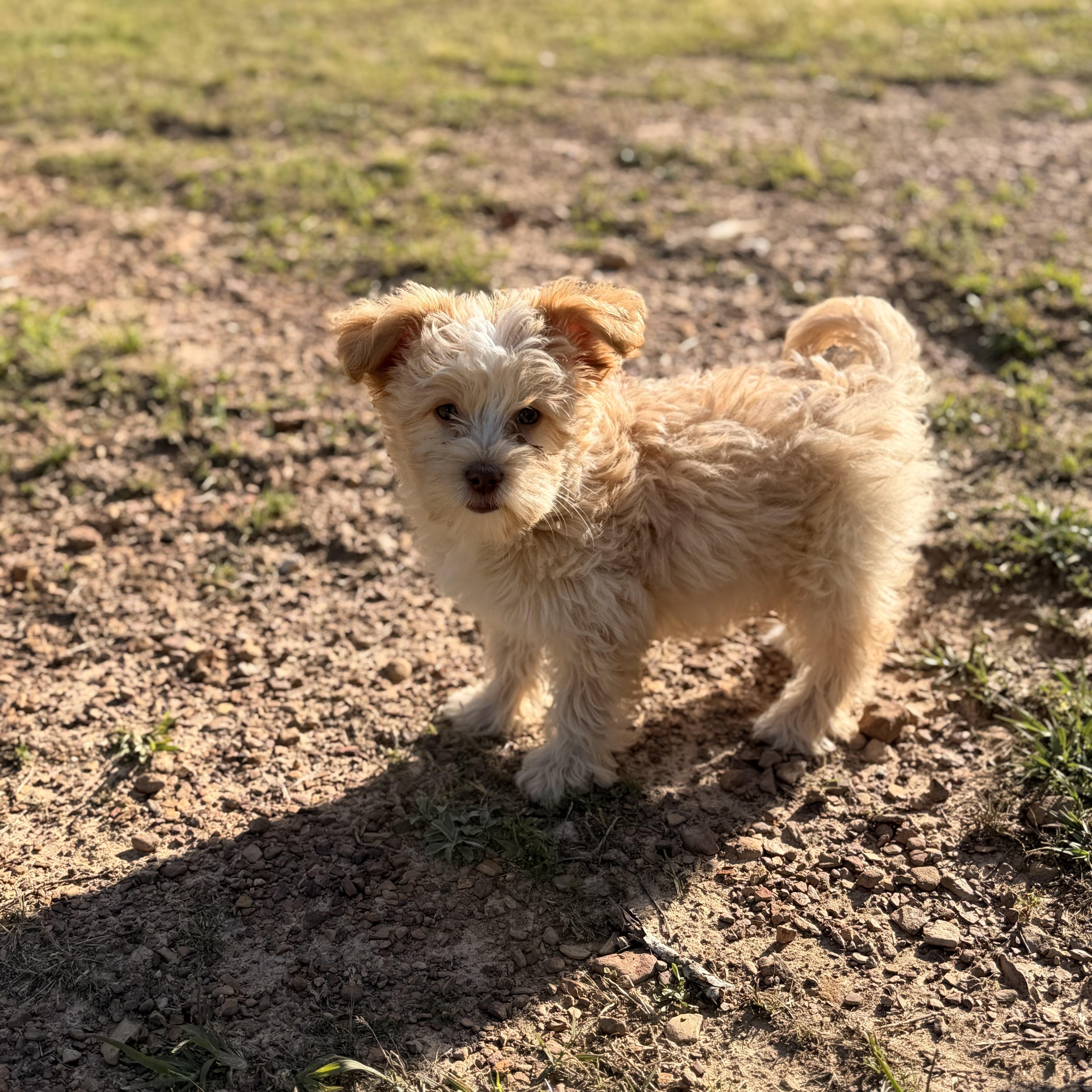 A baby small-sized female Yellow / Tan / Blond / Fawn Maltipoo dog named Halo for adoption in Warrior, AL
