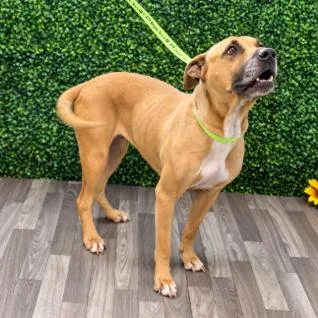 An adult medium-sized female Labrador Retriever dog named Mona for adoption in Chesapeake, VA