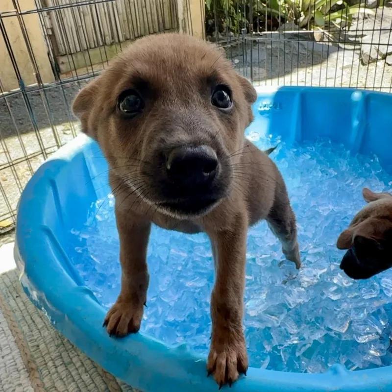 A baby small-sized female Brown / Chocolate Mixed Breed dog named Hildy for adoption in Frederiksted, VI
