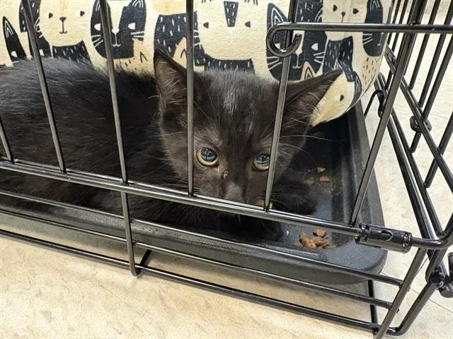 A baby small-sized male Domestic Medium Hair cat named Aston Villa for adoption in Sugar Land, TX