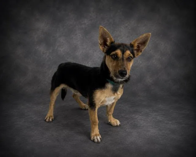 A young small-sized male Miniature Pinscher dog named Kitt for adoption in Winter Haven, FL