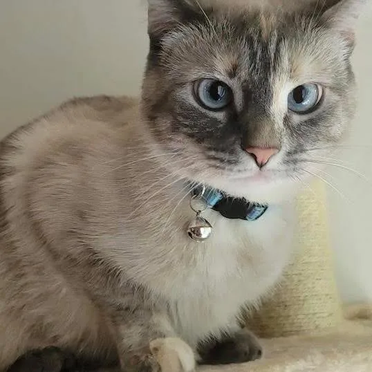 An adult small-sized female Cream / Ivory Siamese cat named Snowy for adoption in Plainfield, IL
