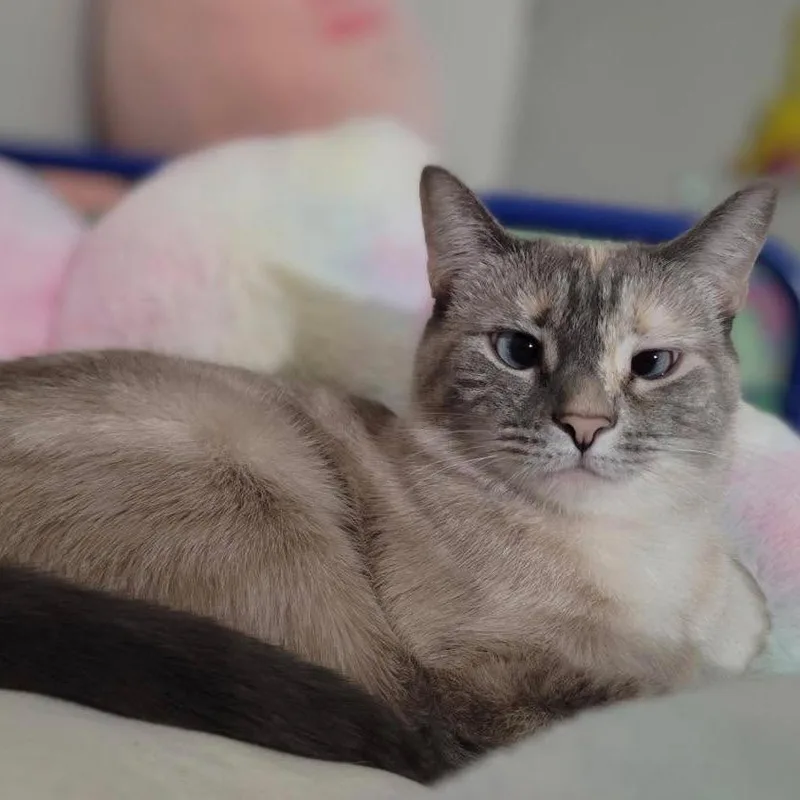 Snowy thumbnail 2