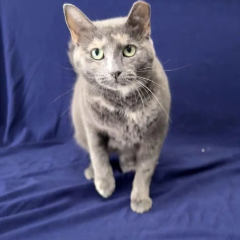 A young medium-sized female Dilute Tortoiseshell Domestic Short Hair cat named Prism for adoption in Valdosta, GA