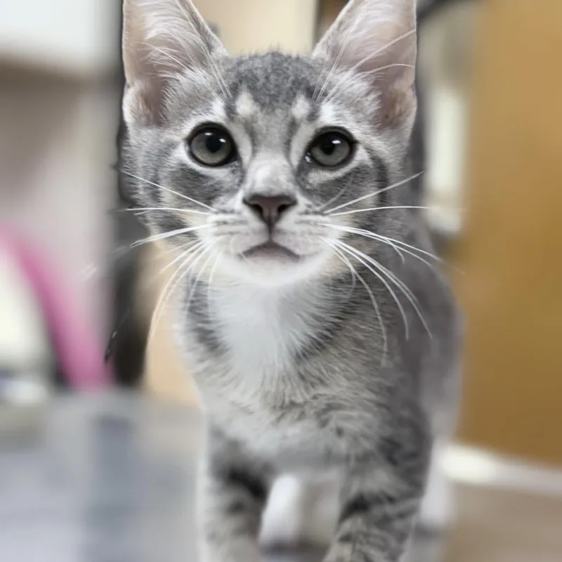 A baby small-sized male Gray / Blue / Silver Domestic Short Hair cat named Tristan for adoption in Tyler, TX