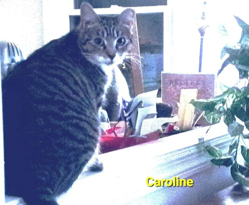 Caroline