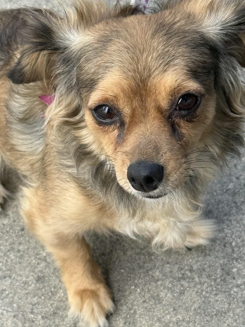 An adult small-sized female Brown / Chocolate Russian Toy Dog dog named Lemon for adoption in Hawthorne, CA