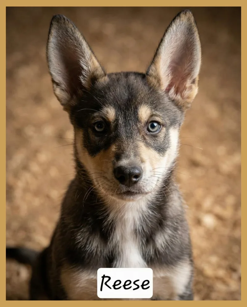 A young medium-sized female Husky dog named Reese for adoption in Granbury, TX