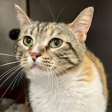A young medium-sized female American Shorthair cat named Nelly Furrtado for adoption in Danbury, CT