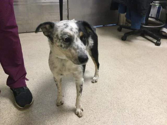 A young medium-sized female Terrier dog named Jennie for adoption in Riverside, CA