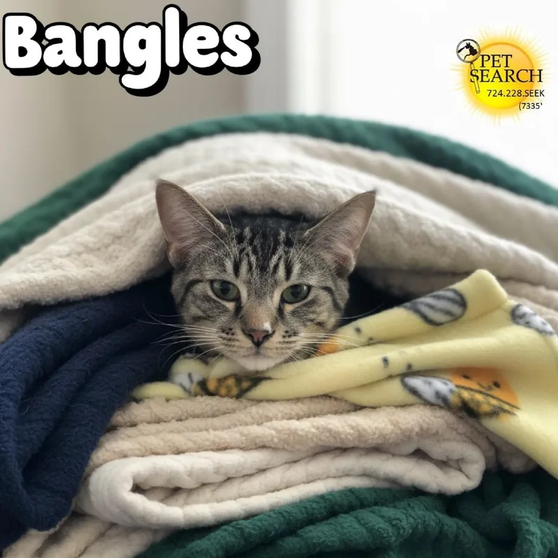 Bangles