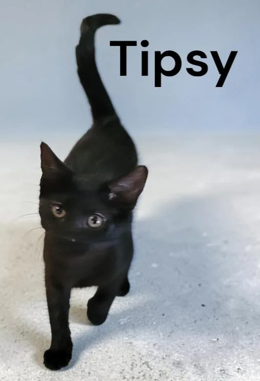 A baby medium-sized female Black Domestic Short Hair cat named Tipsy for adoption in Weems, VA