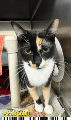 A young medium-sized female Domestic Short Hair cat named Domino for adoption in West Palm Beach, FL