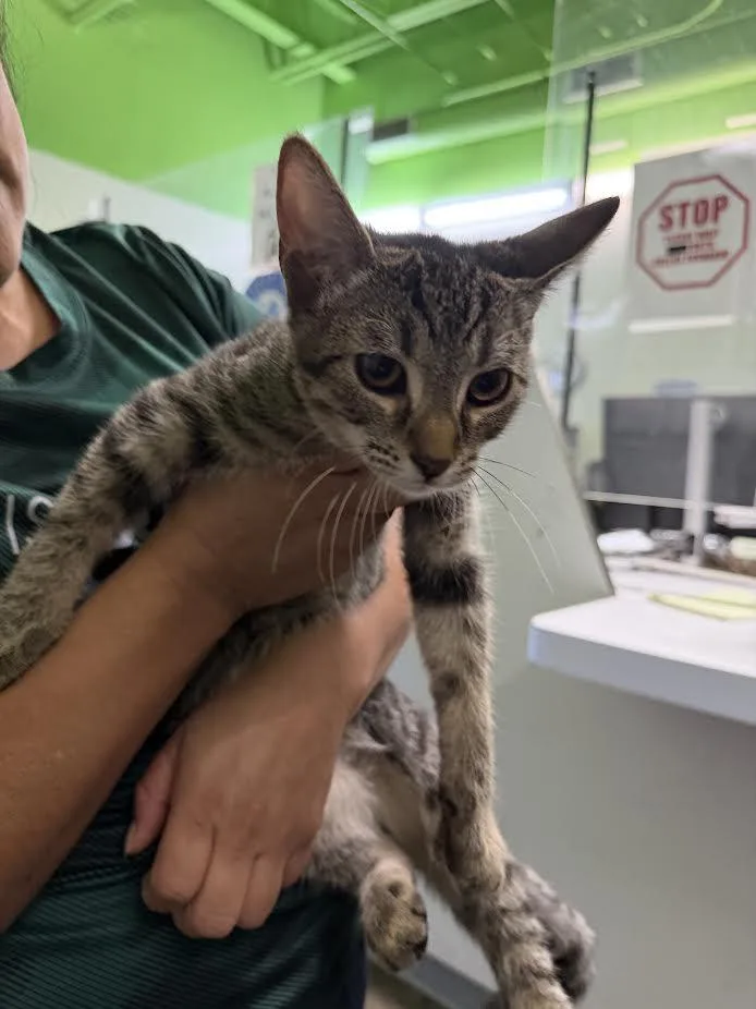 A young small-sized male Domestic Short Hair cat named Nena for adoption in Los Angeles, CA