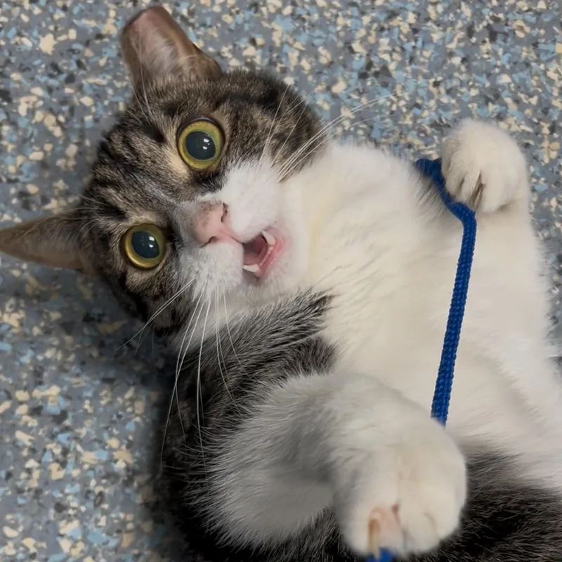An adult medium-sized female Domestic Short Hair cat named J. Doe for adoption in Charleston, SC