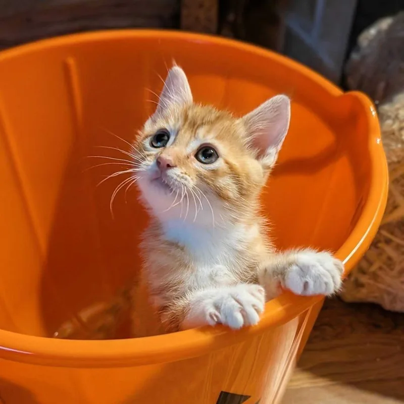 A baby small-sized male Orange / Red Domestic Short Hair cat named Gomez for adoption in Sunnyvale, CA